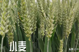高产小麦有啥特点，选择高产小麦种的方法，掌握三点，增产有潜力图片