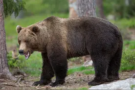 “重型坦克”之战，北上的大棕熊，能打赢南下的北极熊吗？图片