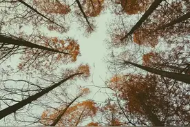 散文：心有阳光，必有诗与远方；心中有暖，何惧人生苍凉图片