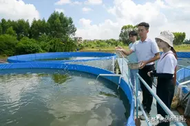 “脆肉罗非”好吃的奥秘 | 走进茂南养殖基地看究竟图片