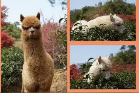 龙门交通发展与规划（1）龙门高速图片