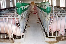 正大、温氏、牧原、新希望等大公司为什么要招本科生去养猪？图片