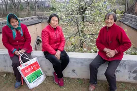 黄土塬上花盛开，人们把梨树栽地下，站在地面赏梨花，风情很独特图片