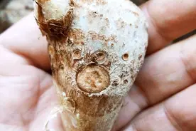 芋头还分“公、母”，选不好费火还煮不烂，批发商告诉你如何选图片