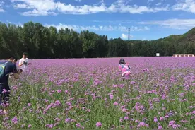 9月去京郊，推荐这些地方，青山绿水，蓝天白云，花海斑斓景如画！图片