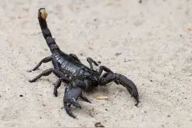 关于蝎子10个的事实图片