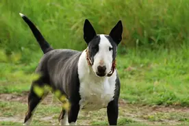 世上最凶猛的十大恶犬，藏獒在里面只能算小弟图片