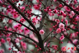 二十四番花信风，守候武汉由冬入夏｜图集图片