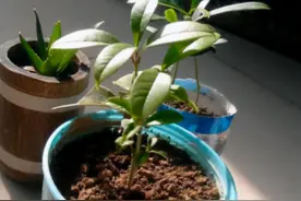 不会繁殖桂花？告诉你1个小技巧，用园土扦插，30天生根发芽图片