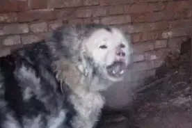 世界仅存一只！将灭绝的藏獒之王“鬼獒王”图片