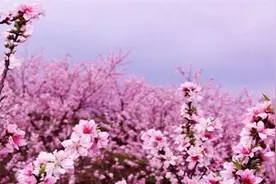 《重庆古镇的安然时光》16 走马古镇：一个关于春天的故事图片