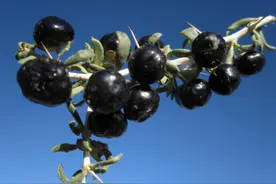 黑枸杞怎么吃才能最大程度保留营养？图片