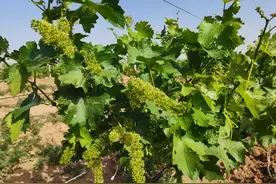 葡萄花开，静待硕果图片