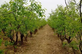 枣树夏季如何管？图片