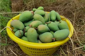 广西芒果扎堆上市，却惨遭滑铁卢，为啥？4个原因，告诉你答案图片