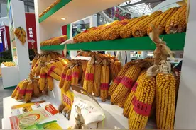 登海种业：农高会让新优品种有了大舞台图片