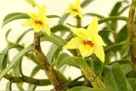 石斛一家人图片