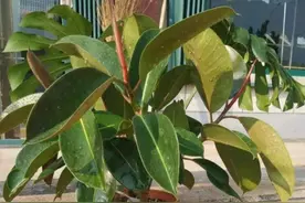 用枝条扦插橡皮树太浪费，只需一个“叶片”，就能变成一棵橡皮树图片