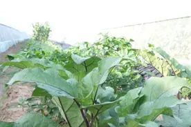 茄子植株管理，农户要做好2点，结果多，长势好，技巧要知道图片