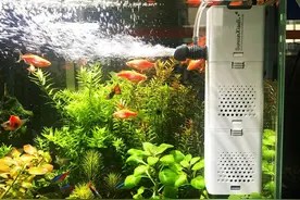 聊聊森森这个水族品牌图片