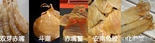 蜘蛛片鱼胶为什么便宜 2026年蜘蛛片鱼胶为什么便宜了