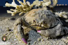 福建海边“披荆斩棘”的蟹生图片