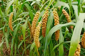 同样是小米，19503和11766区别很大，弄懂了再买不吃亏图片