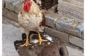 奇瑞星途tx怎么样？会出于奇瑞胜于奇瑞吗？图片