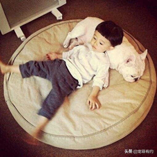 法国斗牛犬很喜欢小孩子,小孩子也很喜欢它