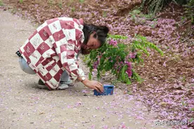自驾游穿越河南山区，有色有味的风景来了，红、白槐花同场绽放图片