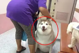 我把狗送奶奶养后，狗胖了十斤图片