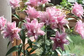 重瓣香水百合花“伊莎贝拉”—花大色美香气浓，封闭阳台也能种图片