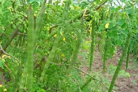 辣木粉碎后简单发酵成易吸收高蛋白饲料，营养价值高且具保健作用图片