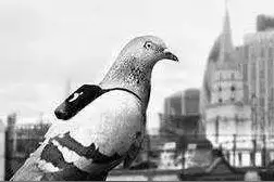 二战中的“动物神兵”远比你想象中更神奇图片