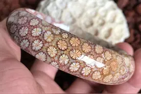 珊瑚玉手镯怎么挑选？图片