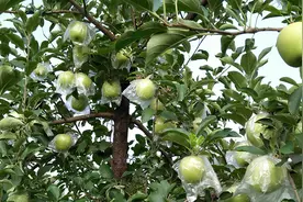 8月开始上市，懂行的10月才吃，越放越面，老年人爱吃却难买到图片