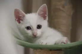 猫咪吐了没消化的猫粮图片