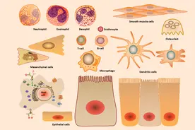 文章机制图的绘制，我推荐你们使用ScienceSlides图片