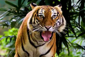 养老虎需要的相关手续