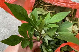 明日小满，路边遇到这苦菜，记得采摘回家，可以食用，营养还高图片