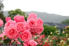 太实用了！北京初夏浪漫赏花手册，“五月花神”霸气登场，大多数居然都免费图片