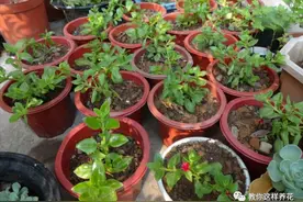 6种漂亮花，夏天快扦插，越热越生根，30天就开花，适合急性子养图片