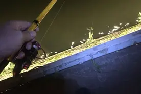 浙江河道闹“虾灾”？男子夜钓，却发现被河虾“包围”图片