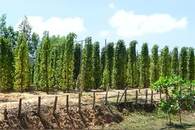 花椒、胡椒、山胡椒：你知道这些椒的来历吗？图片