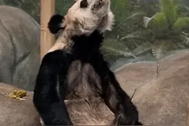 旅美大熊猫遭虐待，连基本生活都得不到保障，看了忍不住想骂街图片