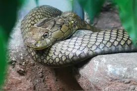 "山万蛇"是什么蛇？咬一口生命按秒算，会"孵蛋"的毒蛇眼镜王蛇图片