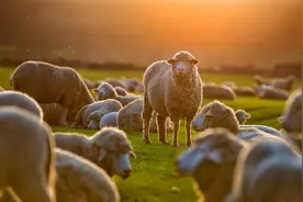 羊群中必定有一只领头羊，它是怎么来的？是天生还是人工培养的？图片