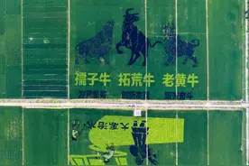 航拍安徽淮南，发现一品质风光，不输沈腾的稻田画，正观赏又免费图片