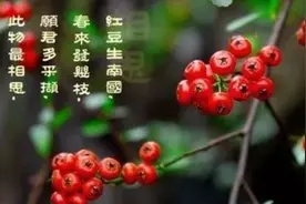 诗词典故：红豆相思——相思竟然如此美丽图片