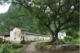 农村俗语“大树莫要碰机油，碰到机油一命休”，大树为啥怕机油？图片